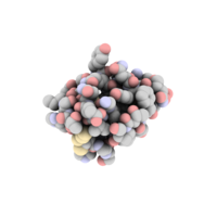 Insulin: tells the brain about fat around our organs.